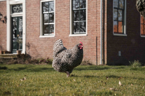 Op Maarhuizen Sven Scholten
